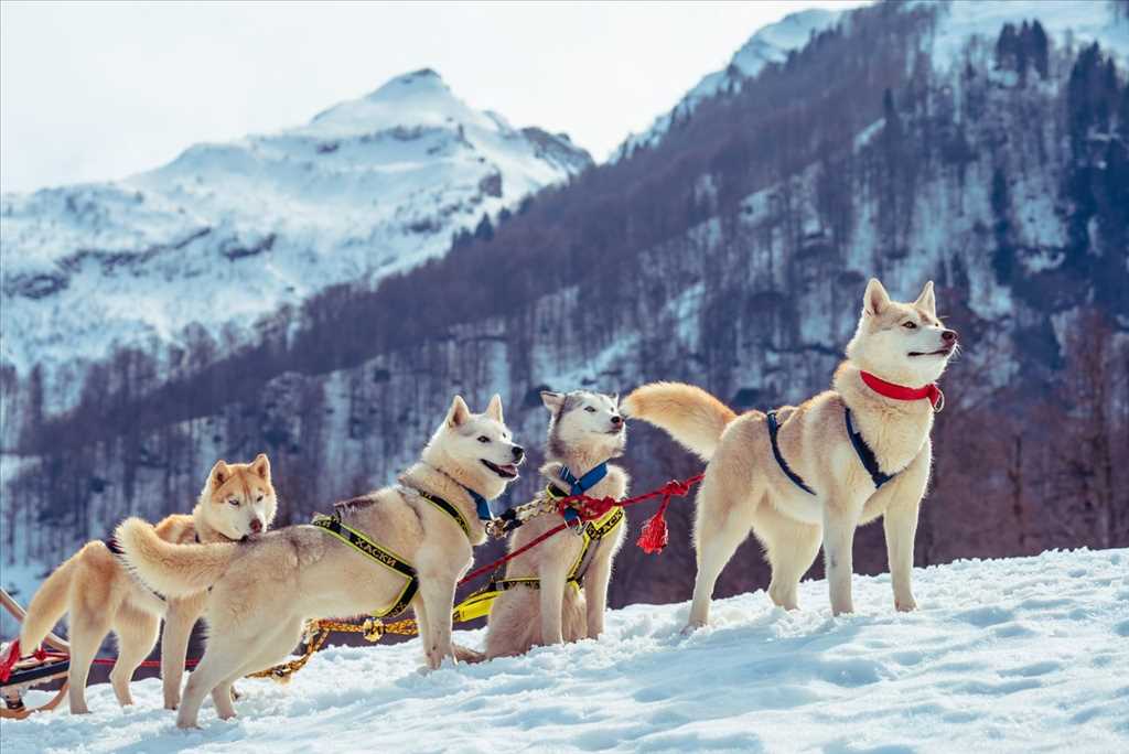 גלרייה - סוצ'י חופשה מפנקת, 10 מתוך 16